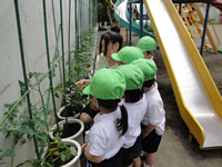 種・苗植え